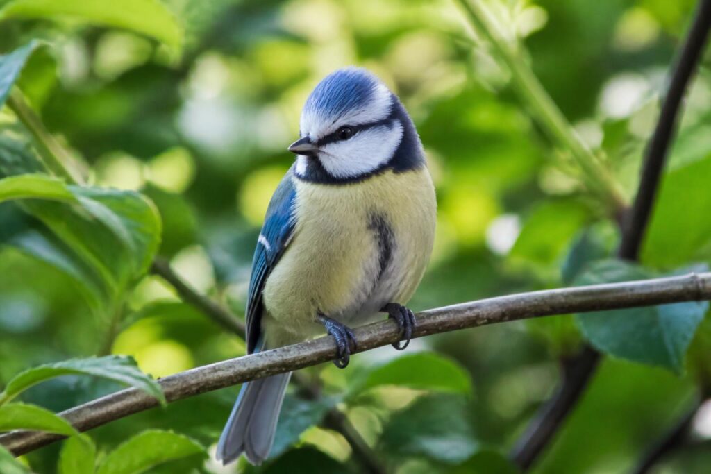 découvrez comment identifier la mésange bleue, ce petit oiseau coloré souvent présent dans nos jardins, grâce à nos conseils simples et illustrés.