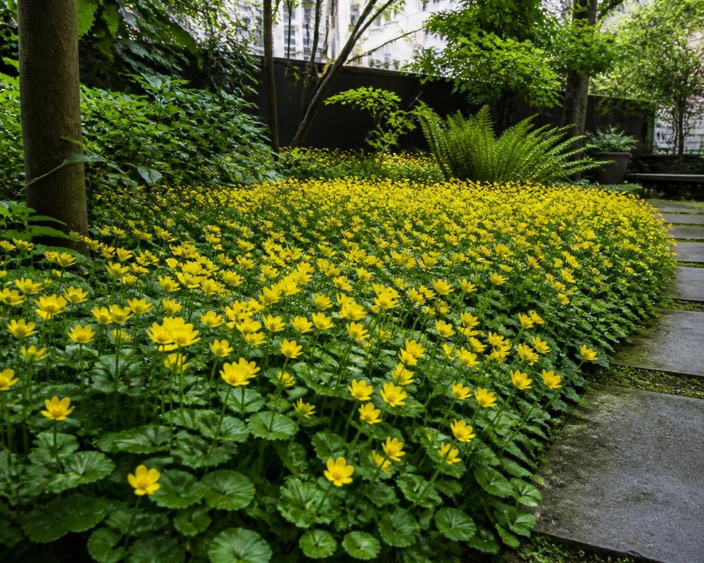 découvrez comment intégrer le bouton d’or, une fleur champêtre lumineuse, dans votre jardin urbain pour apporter couleur et charme naturel à votre espace extérieur.