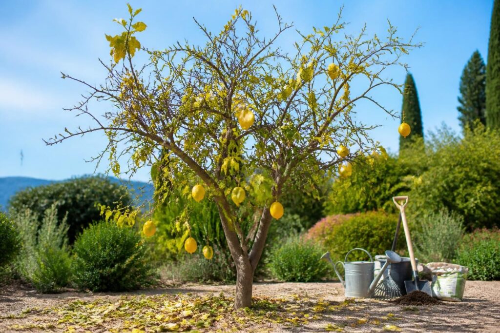 découvrez les principales causes de la chute des feuilles de votre citronnier et les solutions efficaces pour préserver la santé de votre arbre fruitier.