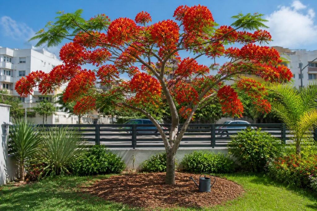 apprenez à cultiver le delonix regia, ou flamboyant, en milieu urbain grâce à nos conseils pratiques pour un jardin coloré et exotique en ville.