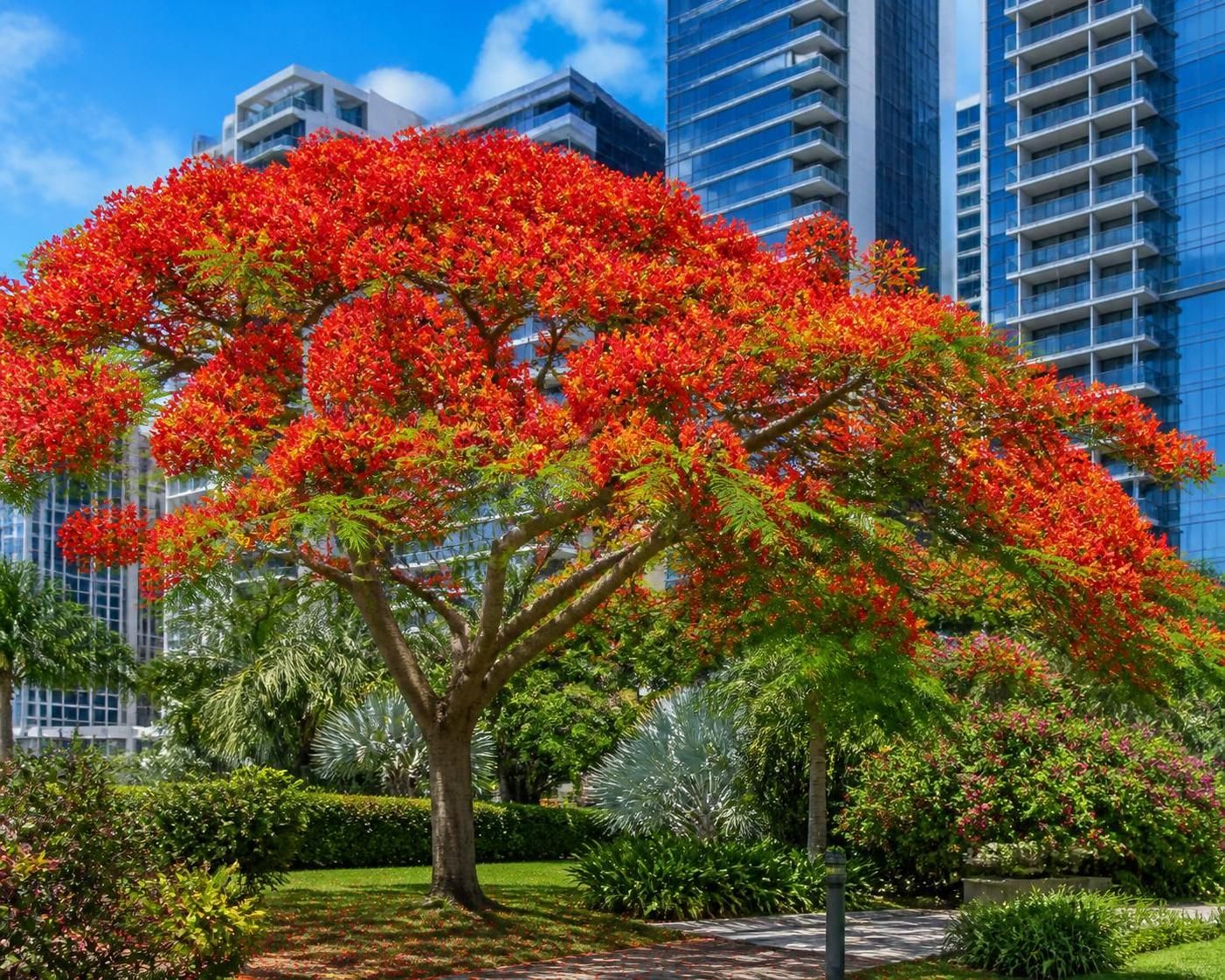 découvrez comment cultiver le delonix regia, aussi appelé flamboyant, dans votre jardin en ville grâce à nos conseils pratiques pour un arbre éclatant et adapté aux espaces urbains.