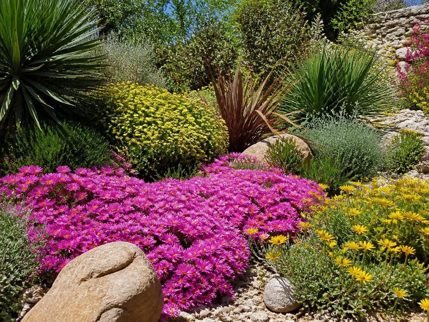 découvrez comment la griffe de sorcière peut métamorphoser votre jardin en un havre naturel grâce à ses vertus uniques et son esthétique charmante.