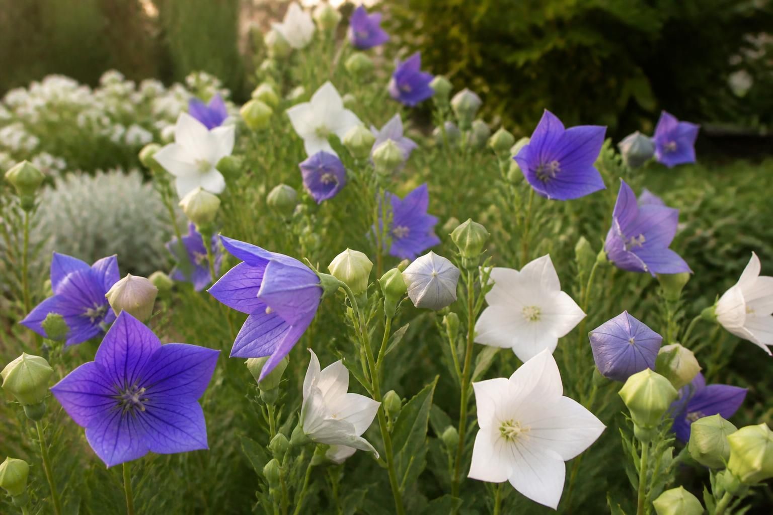 découvrez comment réussir la culture du platycodon, une plante ornementale charmante, en suivant nos conseils pratiques pour un jardin fleuri et éclatant.