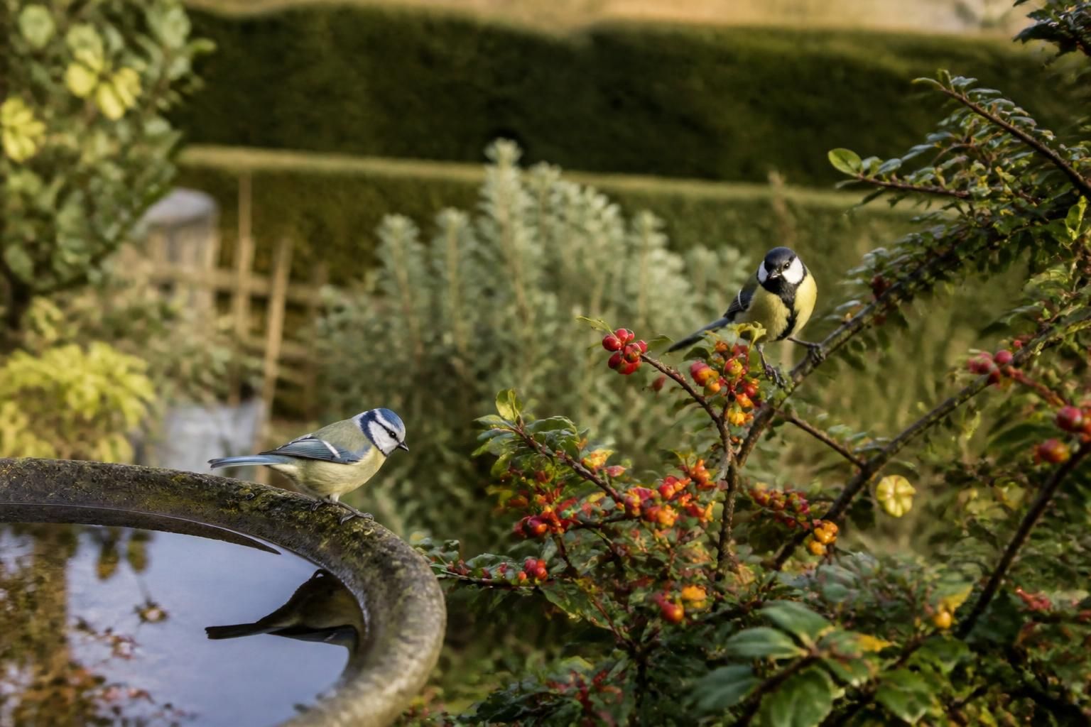 découvrez pourquoi la mésange captive tant les passionnés de jardinage grâce à son comportement charmant et ses couleurs vives.