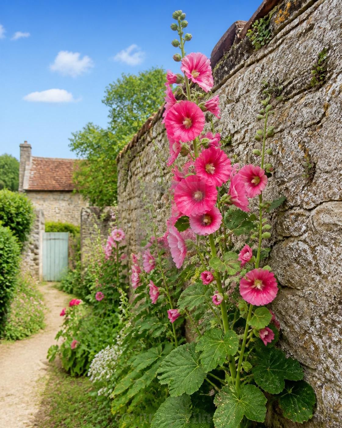 découvrez comment réussir la plantation de graines de rose trémière pour un jardin fleuri et coloré toute la saison. conseils pratiques et astuces pour une croissance optimale.