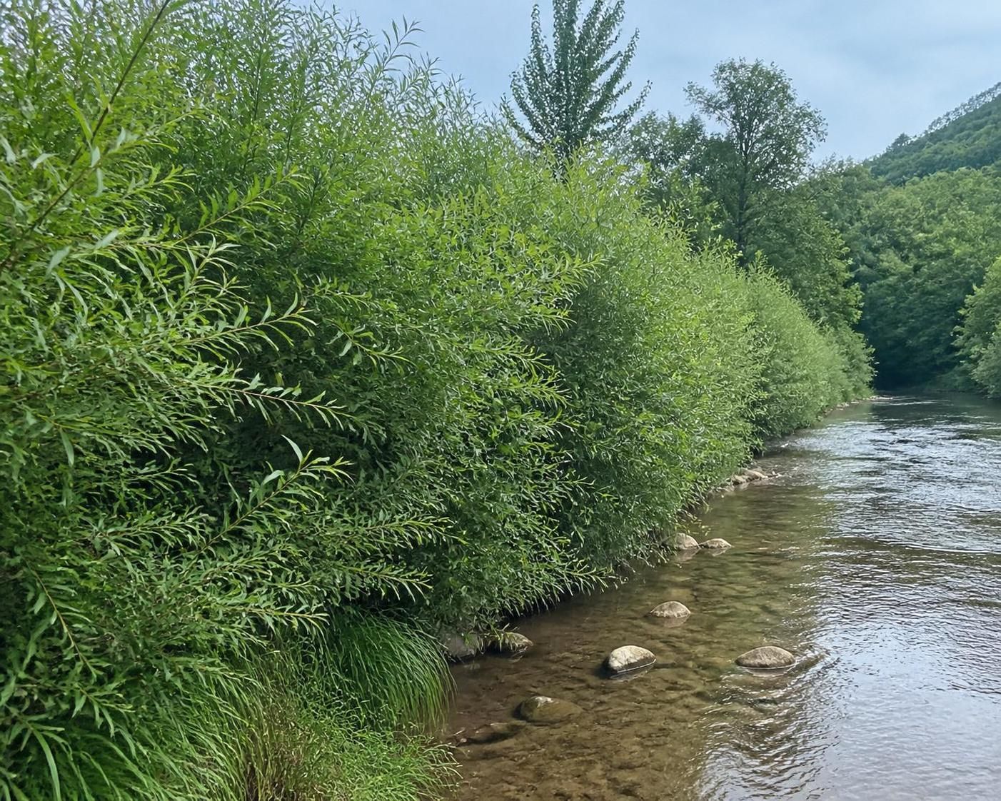 découvrez salix miyabeana, une plante idéale pour vos aménagements écologiques, favorisant la biodiversité et la durabilité de votre environnement.