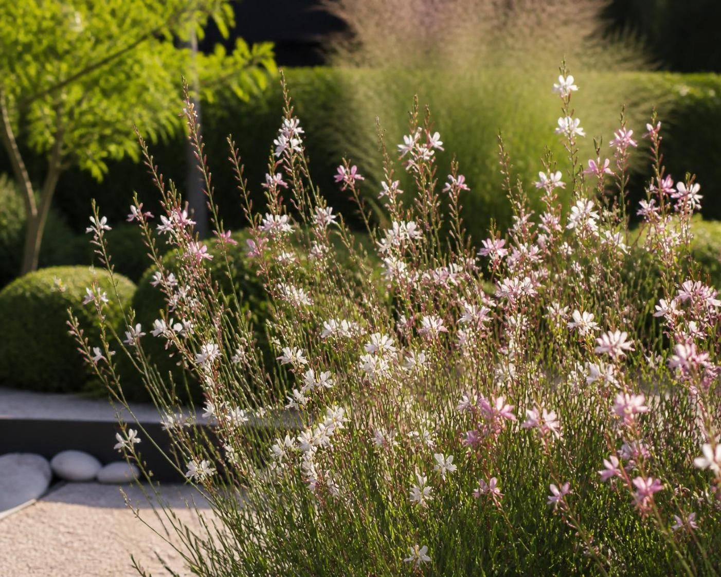 découvrez comment choisir la bonne hauteur de gaura pour sublimer votre jardin et créer un espace harmonieux et esthétique.