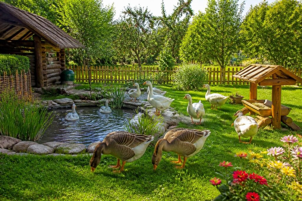 Jars et oies : comment réussir l’élevage dans son jardin familial ?