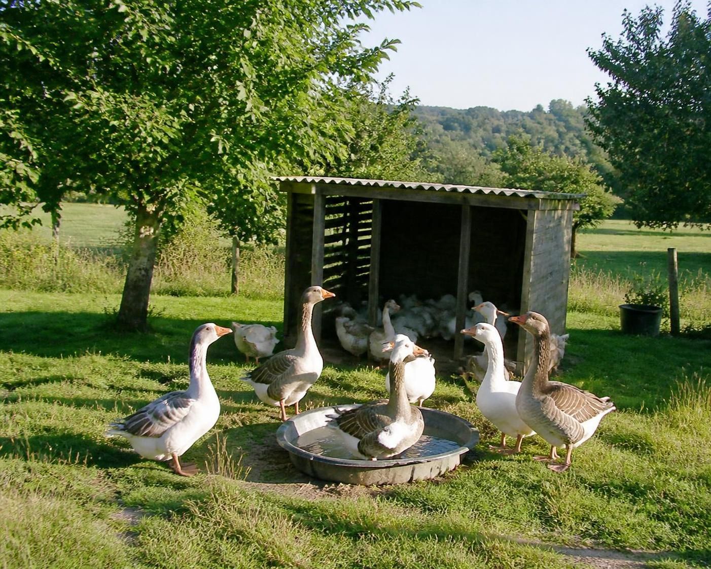 découvrez nos conseils pratiques pour réussir l’élevage de jars et oies dans votre jardin familial, de l'installation aux soins quotidiens.