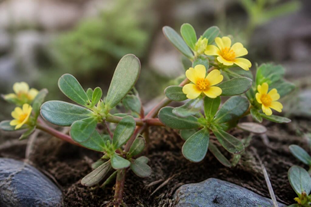 découvrez les dangers du pourpier toxique, une plante souvent méconnue, et apprenez à identifier les risques qu'elle peut présenter pour votre santé et celle de votre entourage.