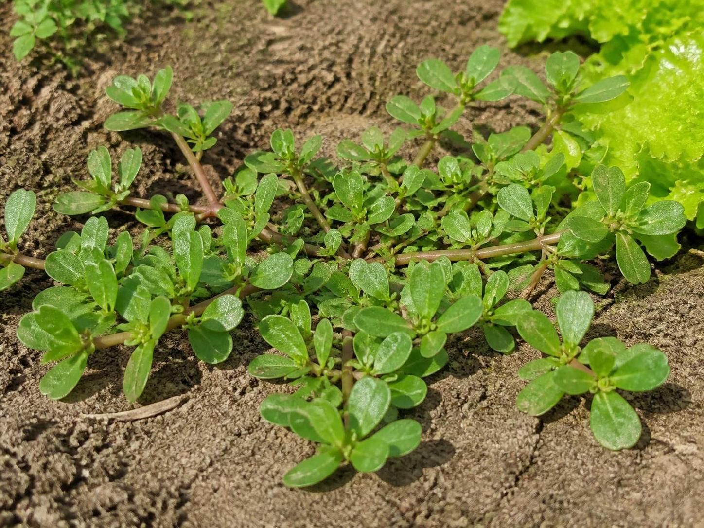 découvrez les dangers méconnus du pourpier toxique, une plante qui peut présenter des risques pour la santé. informez-vous sur ses effets et comment l'identifier pour mieux vous protéger.
